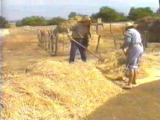 CAMPO - (81)